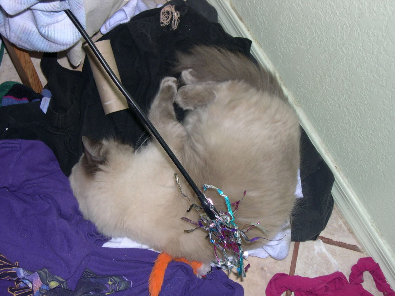 Catnap