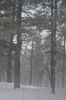 Filename=DSC_3745.jpg
Filesize=686KiB
Dimensions=1333x2000
Date added=Mar 18, 2016 DSC_3745.jpg