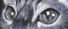 Filename=eyes.jpg
Filesize=150KiB
Dimensions=1112x486
Date added=Feb 08, 2006 eyes.jpg
